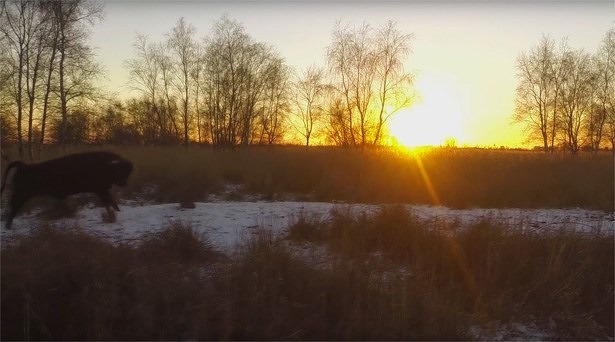 drone-shots-sneeuwwit-leeuwarden-natuurgebied-motion-records-schotse-hooglanders-dji-phantom-2-gopro-hero-4-actiecamera-2016